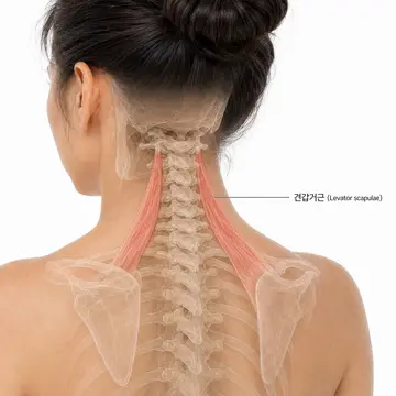 견갑거근 (Levator scapulae)